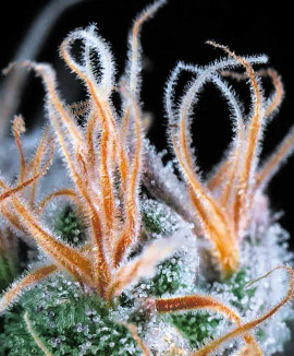 Auto John Weed