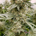 Bob Haze Bob Haze