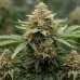 Bob Haze Bob Haze