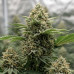 Bob Haze