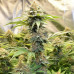 Crystal Candy XL Auto Crystal Candy XL Auto