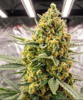 Crystal Candy XL Auto Crystal Candy XL Auto