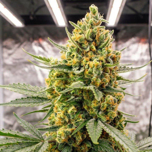 Crystal Candy XL Auto Crystal Candy XL Auto