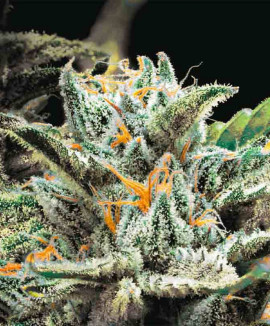 Auto OG Indica