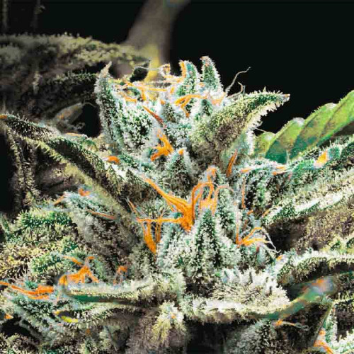 Auto OG Indica