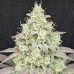 White Rhino