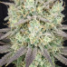 White Rhino