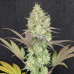 White Rhino
