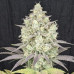 White Rhino