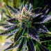 Auto Black Opium Auto Black Opium
