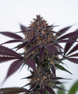 Auto Black Opium