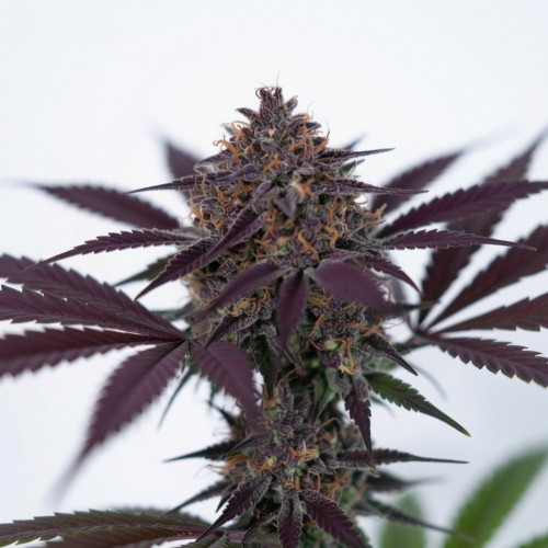Auto Black Opium Auto Black Opium