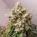 Auto John Weed Auto John Weed