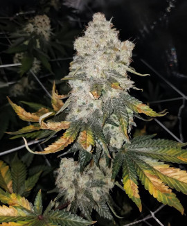 Auto John Weed Auto John Weed