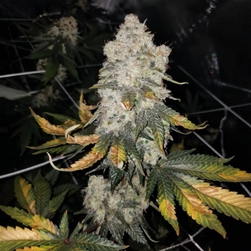 Auto John Weed Auto John Weed
