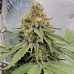 Auto John Weed Auto John Weed