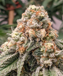 Auto OG Indica Auto OG Indica