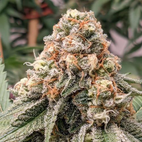 Auto OG Indica