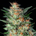 Auto OG Indica