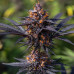 Auto Purple Opium