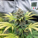 Auto White Virgin