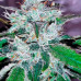 Auto White Virgin