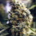 Auto White Virgin Auto White Virgin