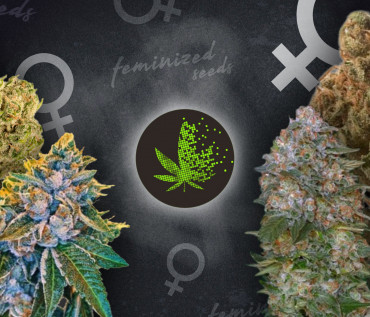 Феминизированные семена марихуаны - что это и как