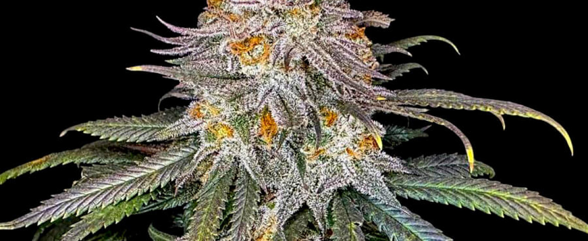 Divine Rapier - мини-гроу репортаж