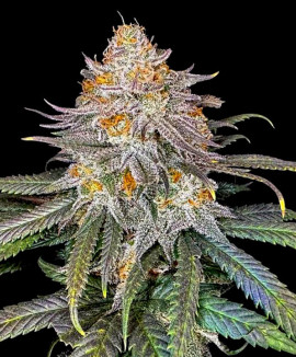 Divine Rapier: мини-гроу репортаж