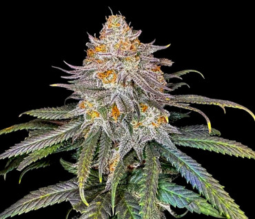 Divine Rapier: мини-гроу репортаж