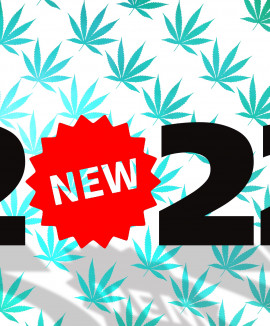 Горячие новинки 2022 - краткий обзор на WeedSeeds