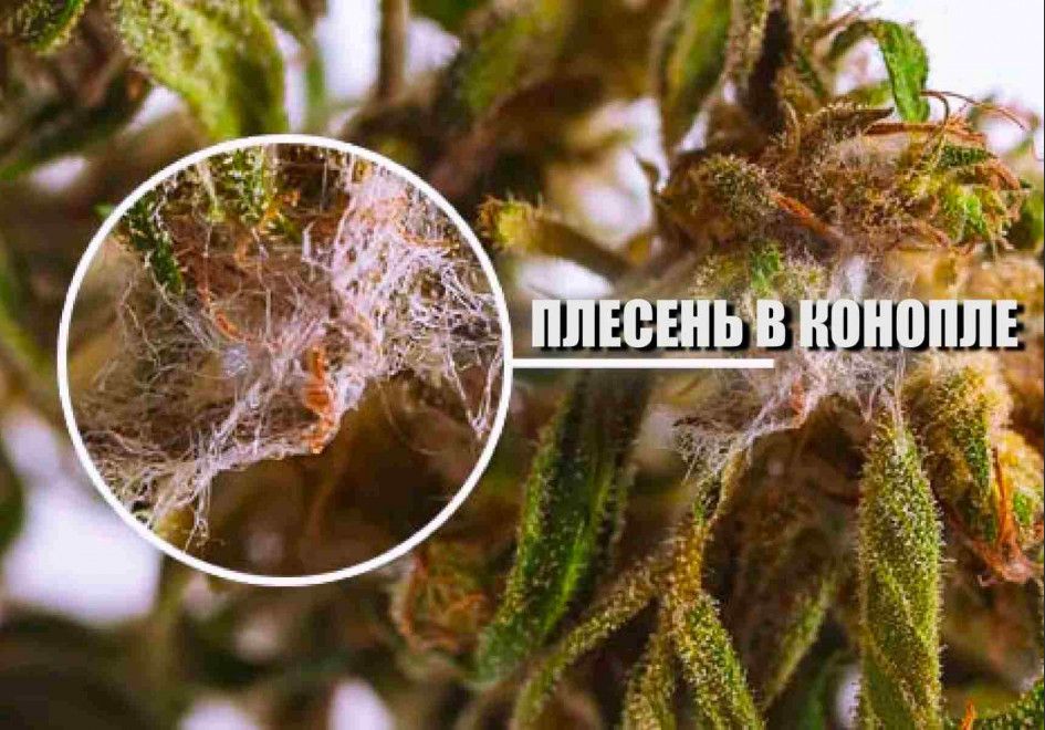 Плесень в конопле - откуда она и как бороться