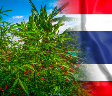 Легализация марихуаны в Таиланде