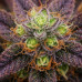 Bubba Kush
