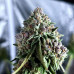 Bubba Kush