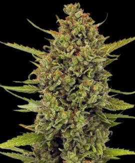 Caramel Haze Fast Caramel Haze Fast
