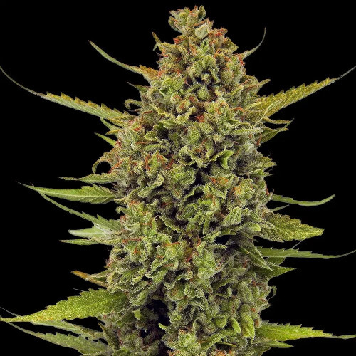 Caramel Haze Fast