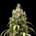 Caramel Haze Fast