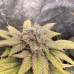 Cherry Cola Auto Cherry Cola Auto