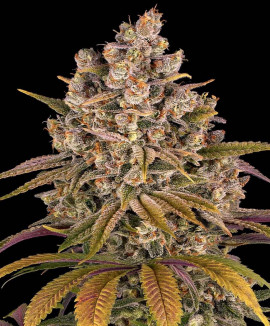 Dark Phoenix
