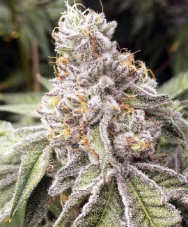 Green-O-Matic Auto