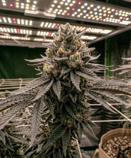 Jack Herer Jack Herer