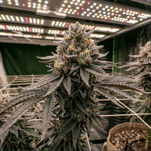 Jack Herer Jack Herer