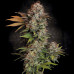 Jack Herer