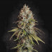 Jack Herer