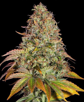 Jack Herer