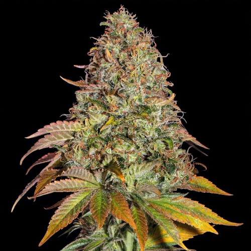 Jack Herer