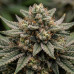 Jack Herer Jack Herer