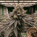 Jack Herer Jack Herer